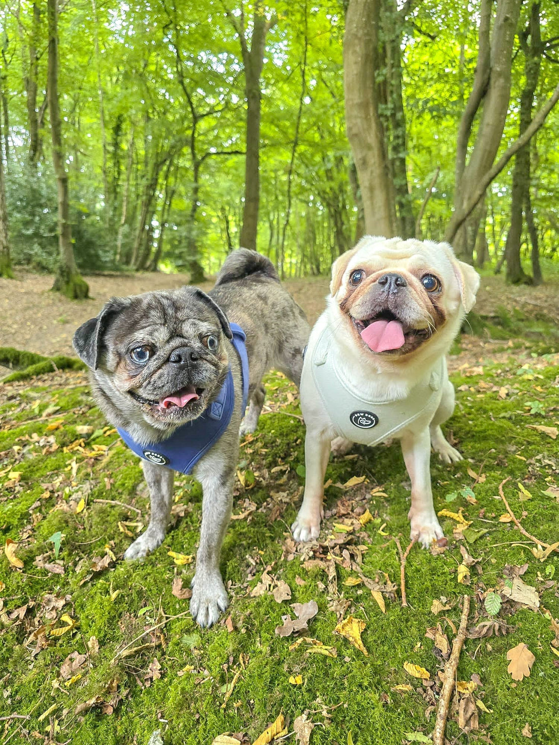Two pugs wearing gorgeous Bew Dogs harnesses, stand on a mossy trunk in a dense woodland, enjoying the ultimate woodland walk in autumn
