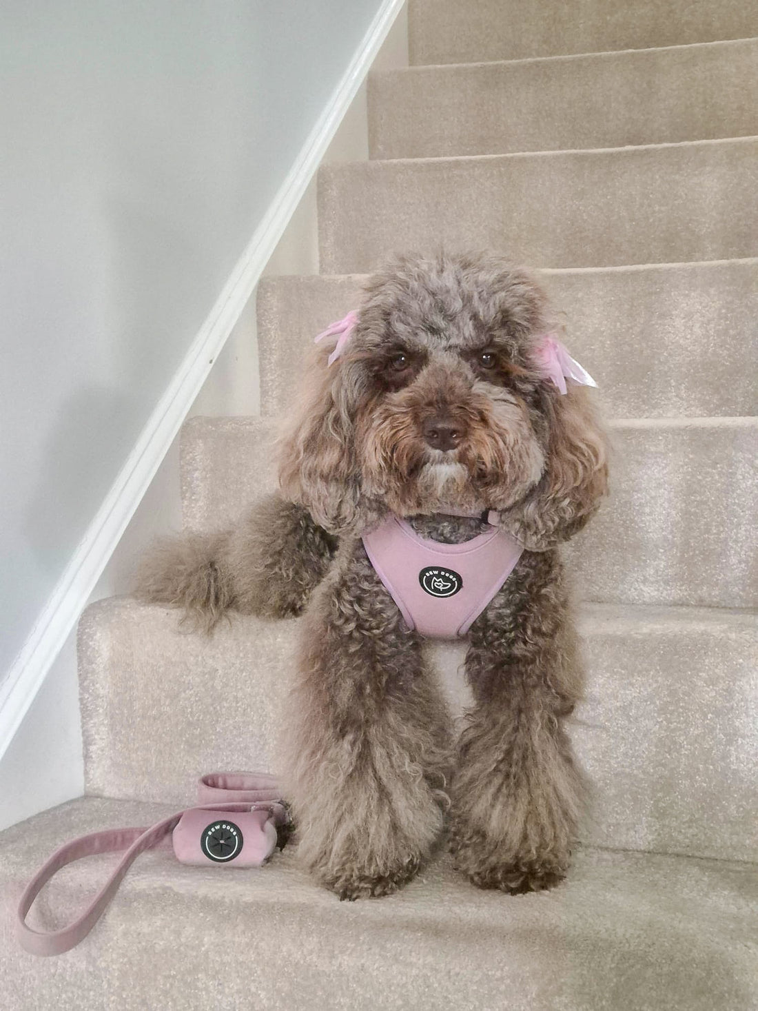Why Luxury Velvet is the Perfect Harness Material for your Spoilt Pooch This Winter