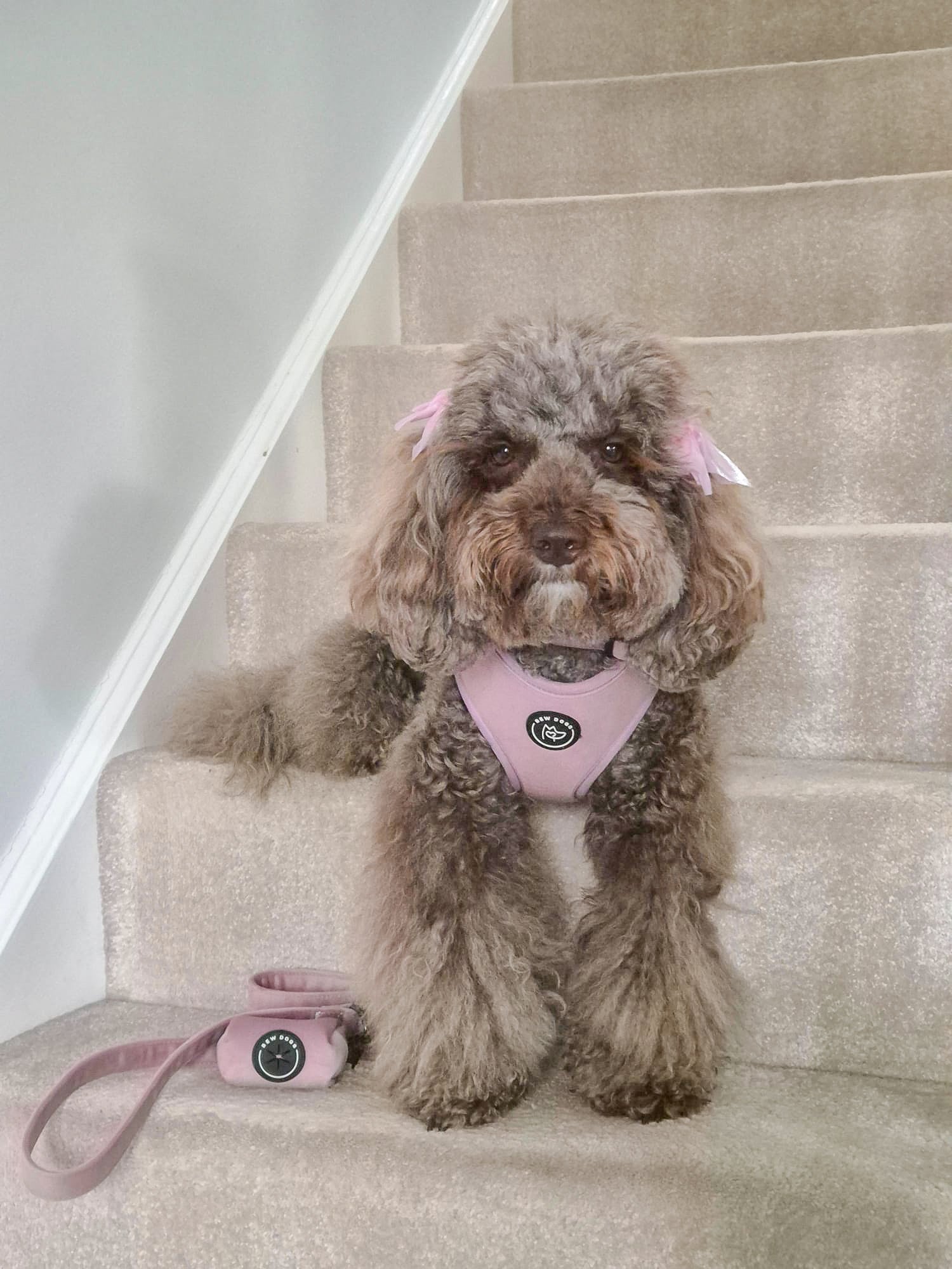 Why Luxury Velvet is the Perfect Harness Material for your Spoilt Pooch This Winter