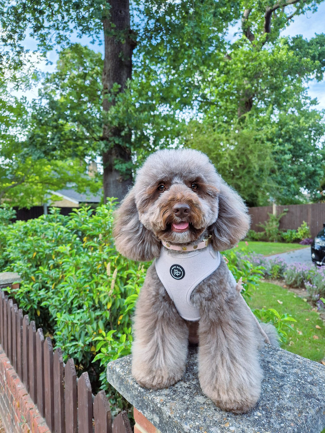 a fluffy fading brown cockapoo sits on a fence in front of a green garden, wearing a well fitted and good quality dog harness and collar