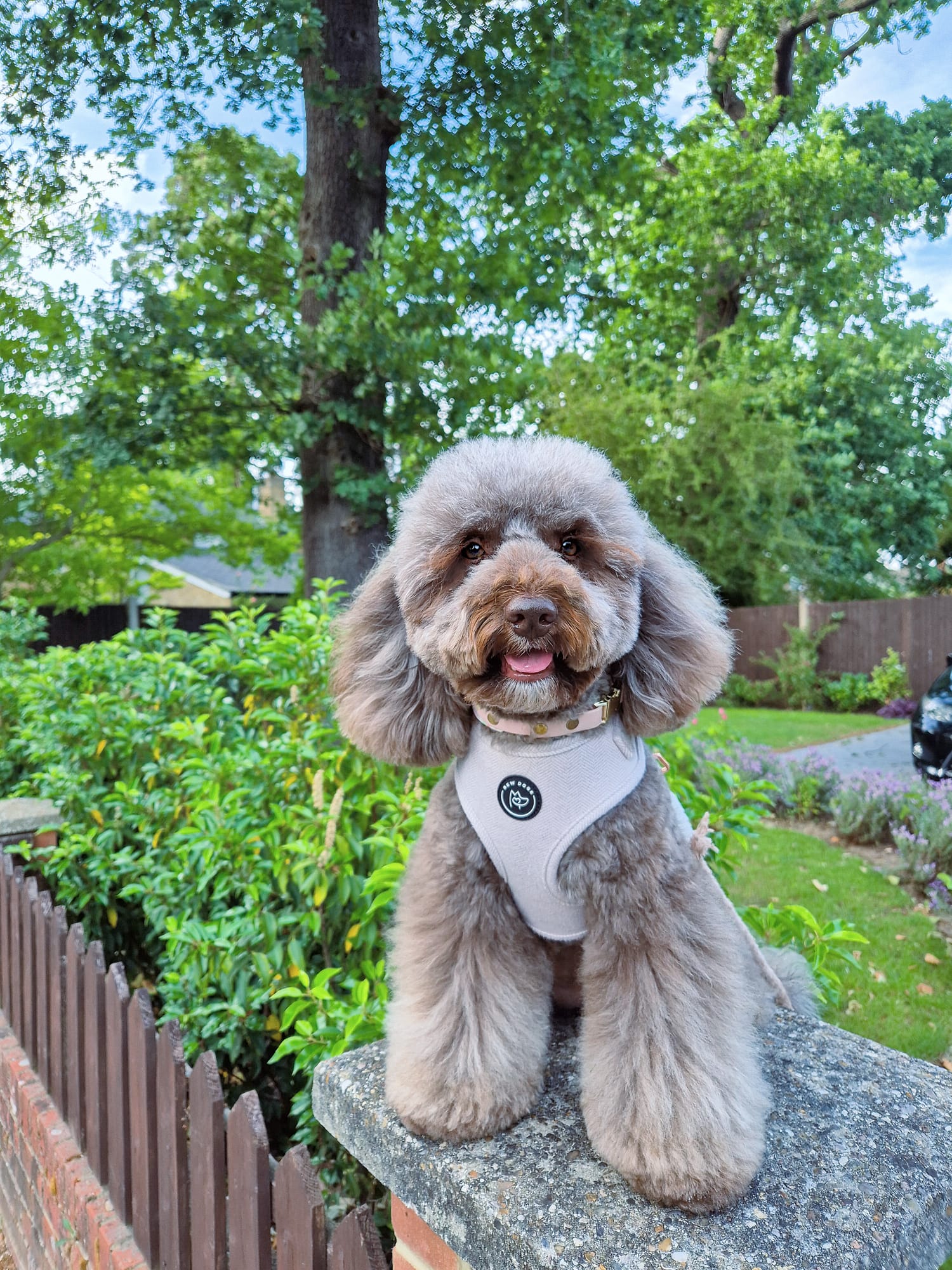 a fluffy fading brown cockapoo sits on a fence in front of a green garden, wearing a well fitted and good quality dog harness and collar