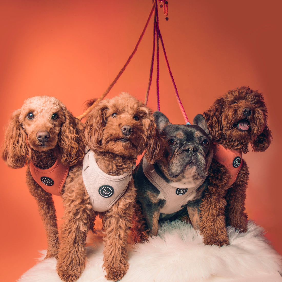 How to Measure Your Dog for a Harness: The Complete Bew Dogs Fitting Guide
