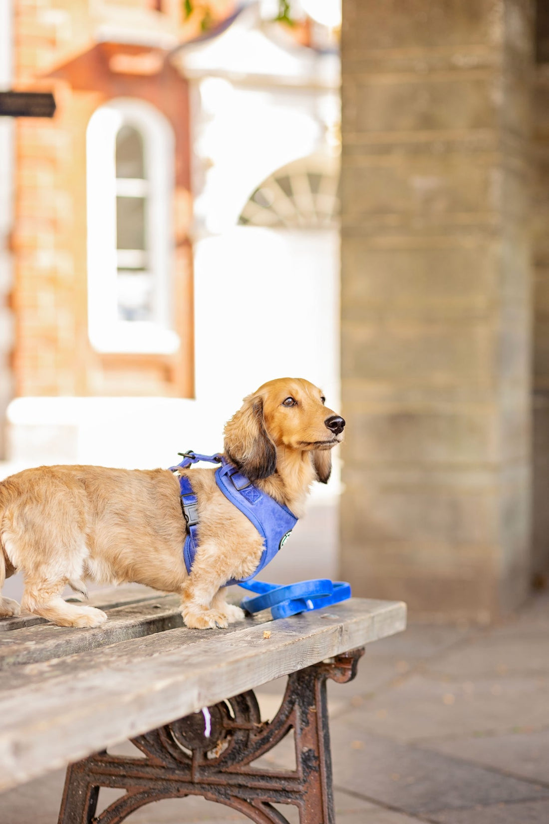 From Tiny Sidekicks to Big Beautiful Dogs: Choosing a Walking Set That Actually Works