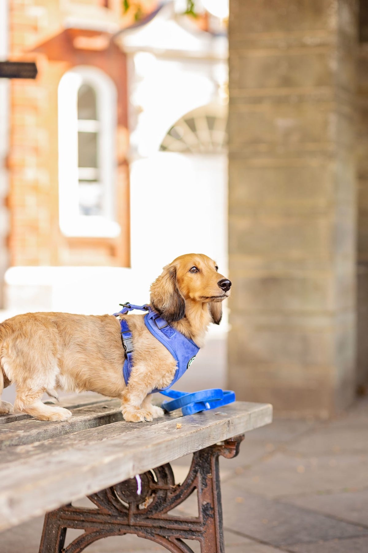 From Tiny Sidekicks to Big Beautiful Dogs: Choosing a Walking Set That Actually Works