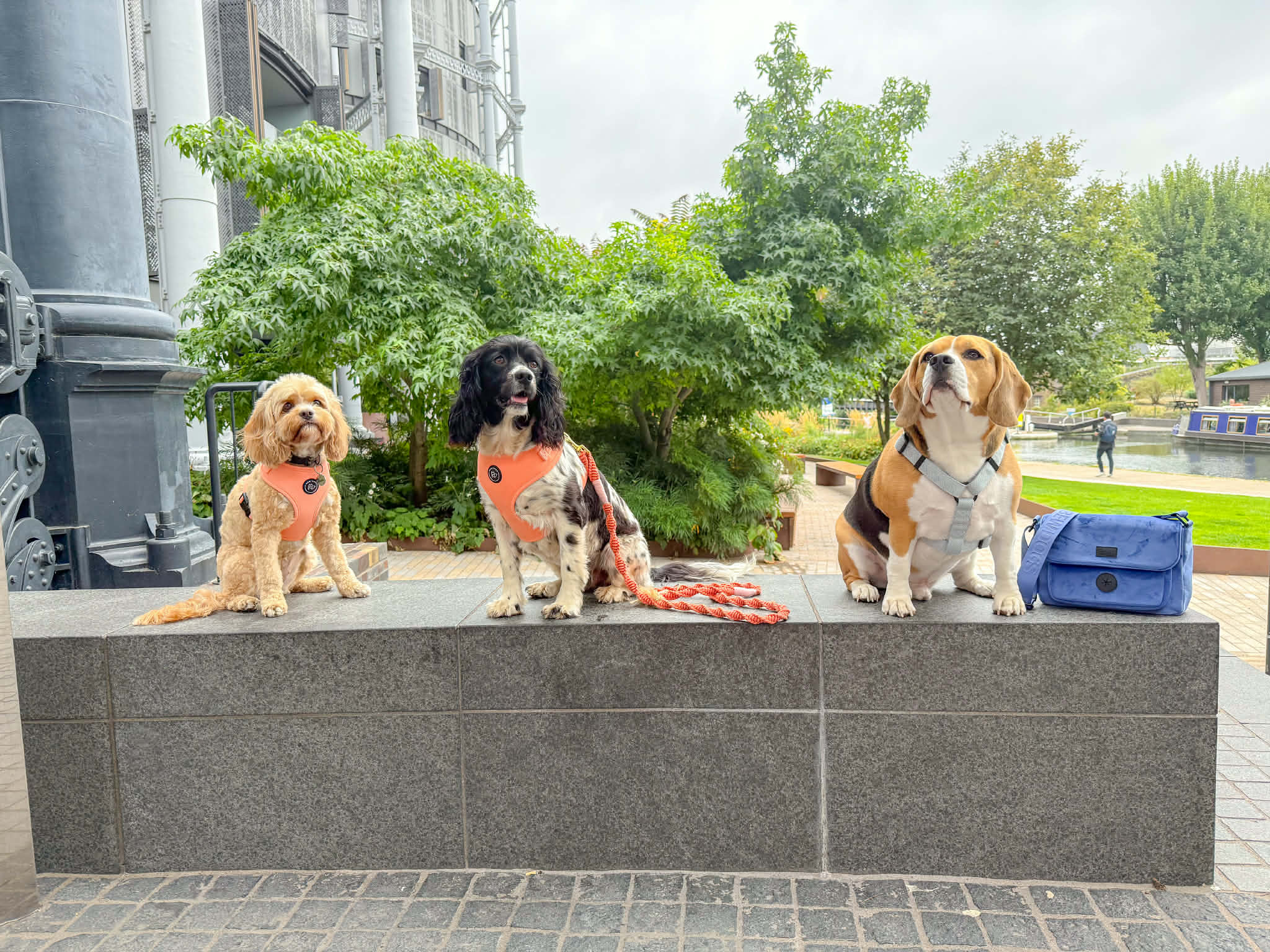 three dogs sit on a stone perch in a london park, they're wearing stylish well fitted and adjustable harnesses from bew dogs, and have a blue velvet walking bag