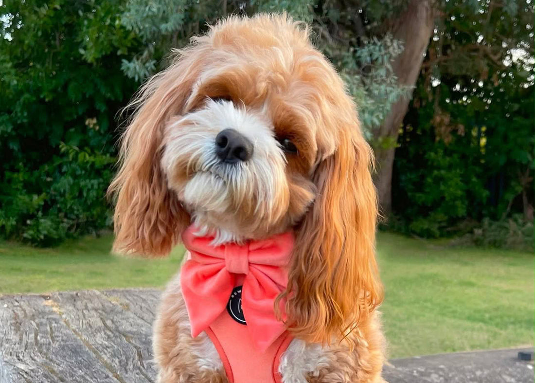 Bertie the cavapoo tilts his head, he is wearing a super soft velvet harness perfectly for his soft wavy coat, in a green garden 
