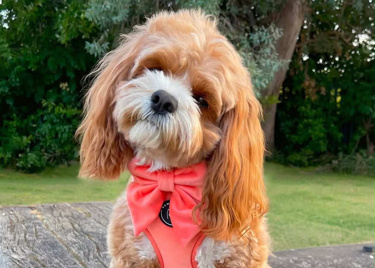 Bertie the cavapoo tilts his head, he is wearing a super soft velvet harness perfectly for his soft wavy coat, in a green garden 