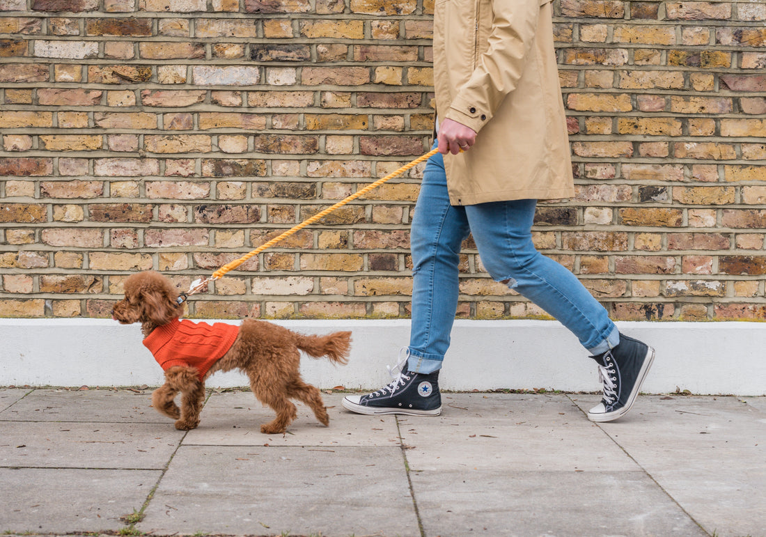 a red poodle wearing a cute orange jumper and a honey orange rope lead is being walked in front of a brick wall, demonstrating dog walking without pulling. the walker is wearing a brown jacket, converse shoes and blue jeans.