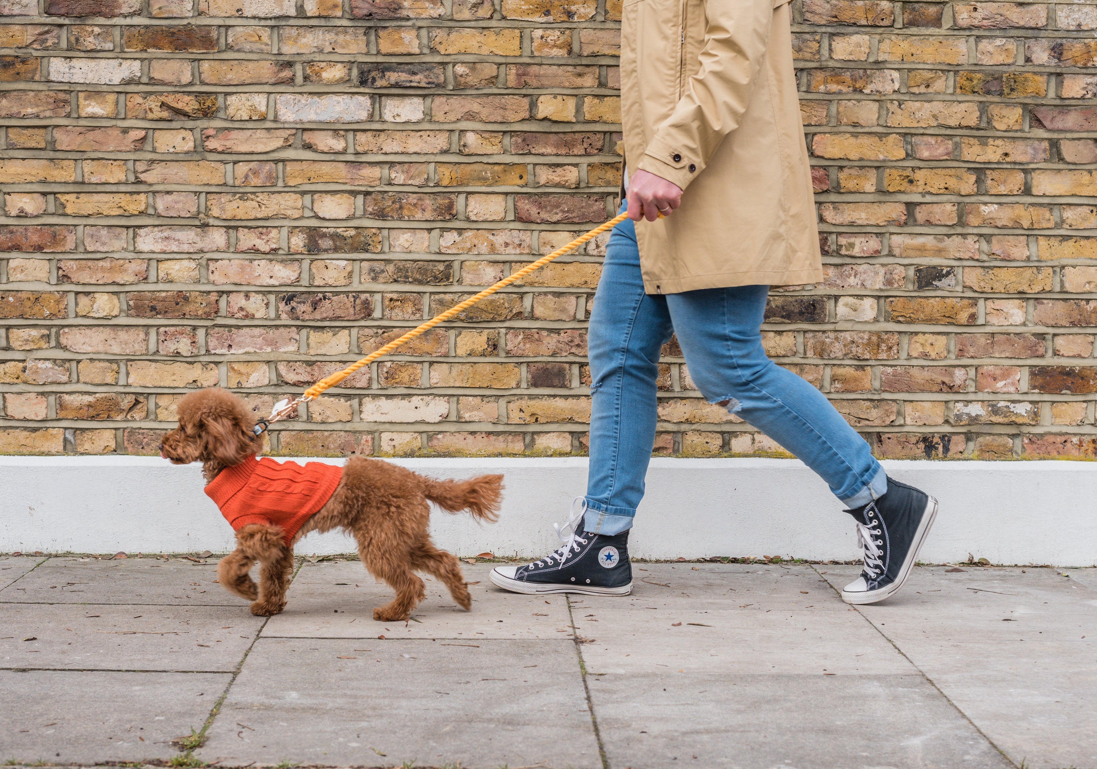 a red poodle wearing a cute orange jumper and a honey orange rope lead is being walked in front of a brick wall, demonstrating dog walking without pulling. the walker is wearing a brown jacket, converse shoes and blue jeans.