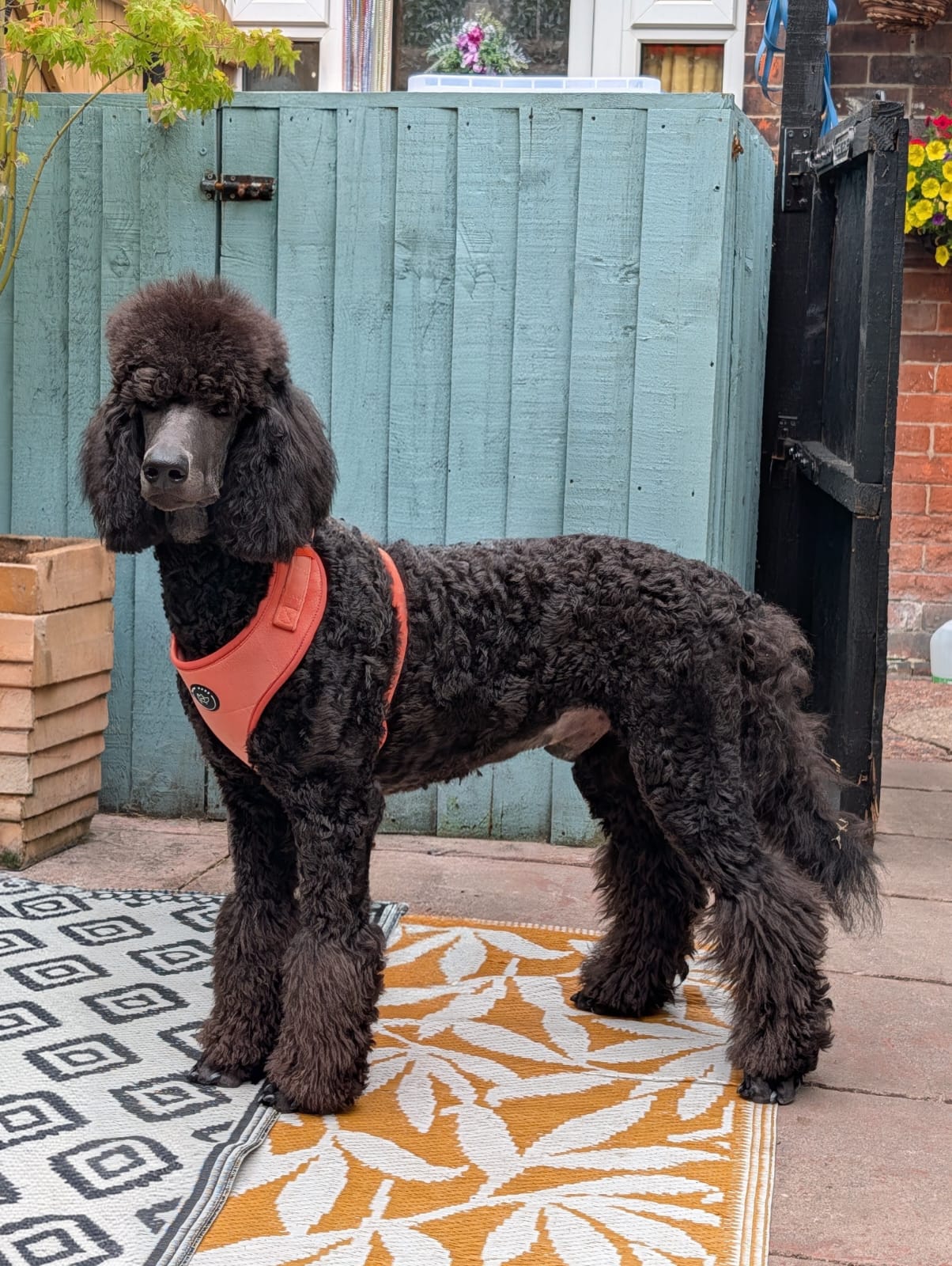 ridley the black standard poodle wears a perfect fit XL peach velvet dog harness from Bew Dogs