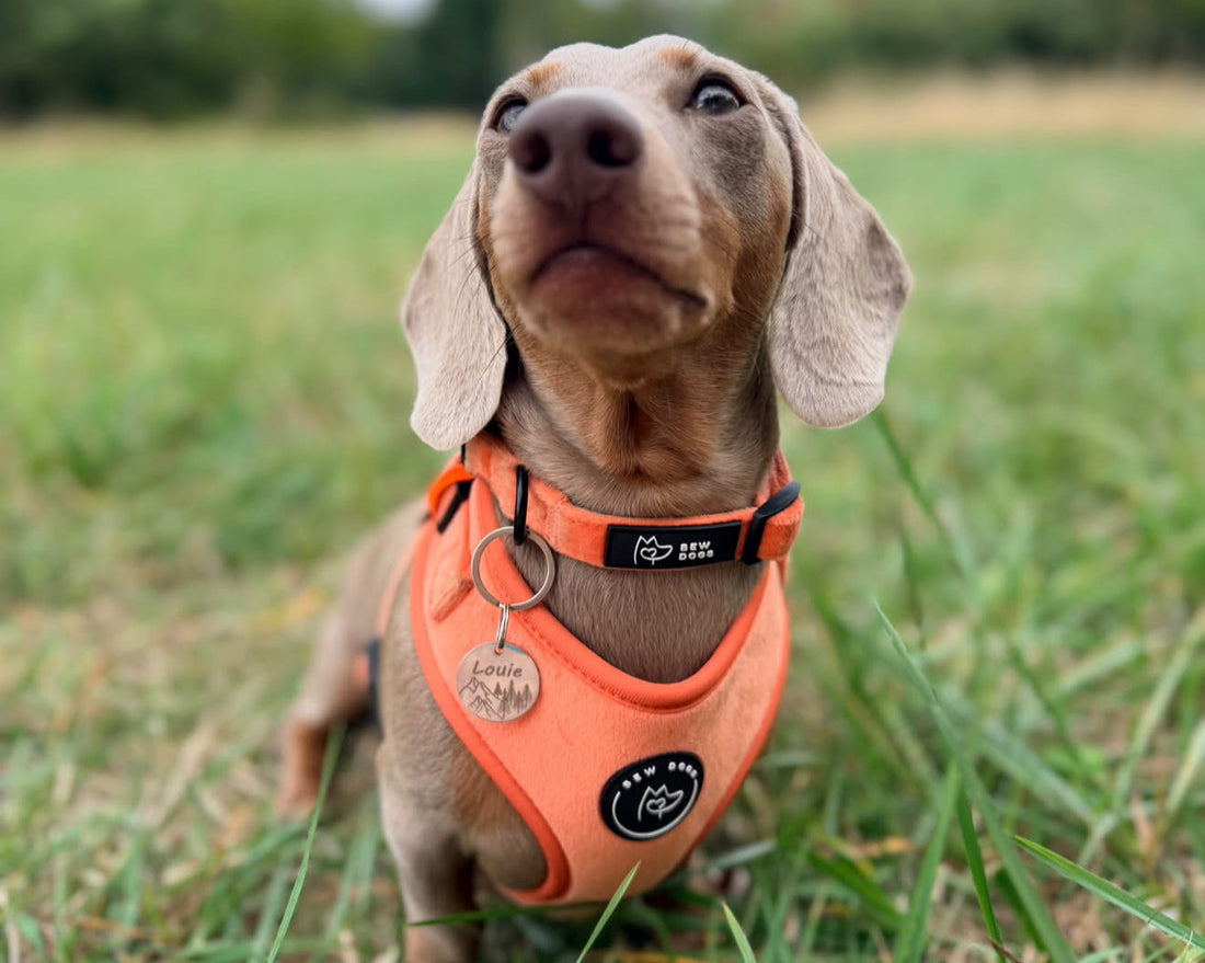 A small dog, dachshund, wears a perfectly fitted adjustable peach velvet harness from bew dogs, in lush green grass - with a matching peach collar
