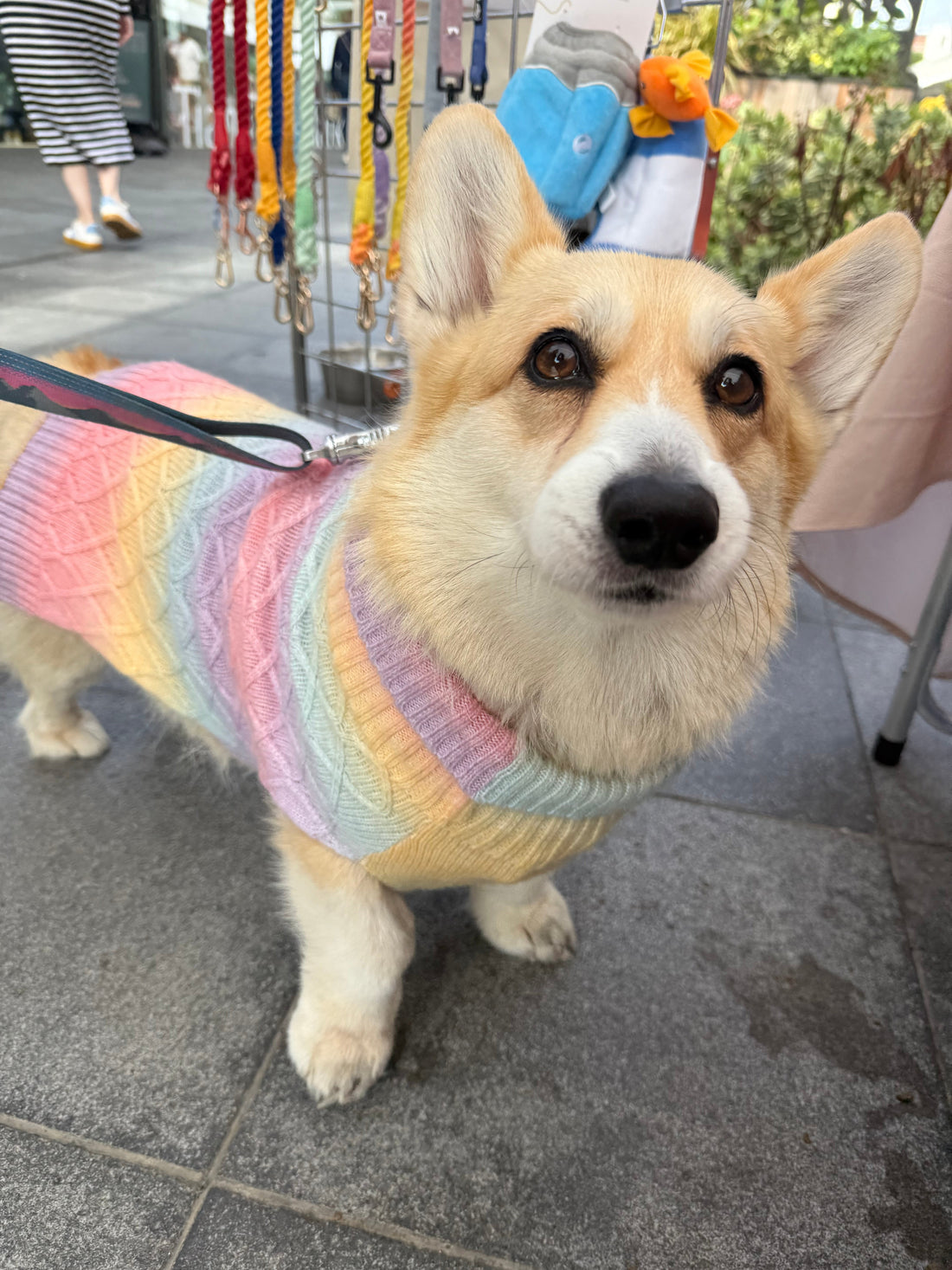 Dog Jumpers Made With Phoenix Yarn: 5 Reasons Why This Is The Perfect Cable Knit Material