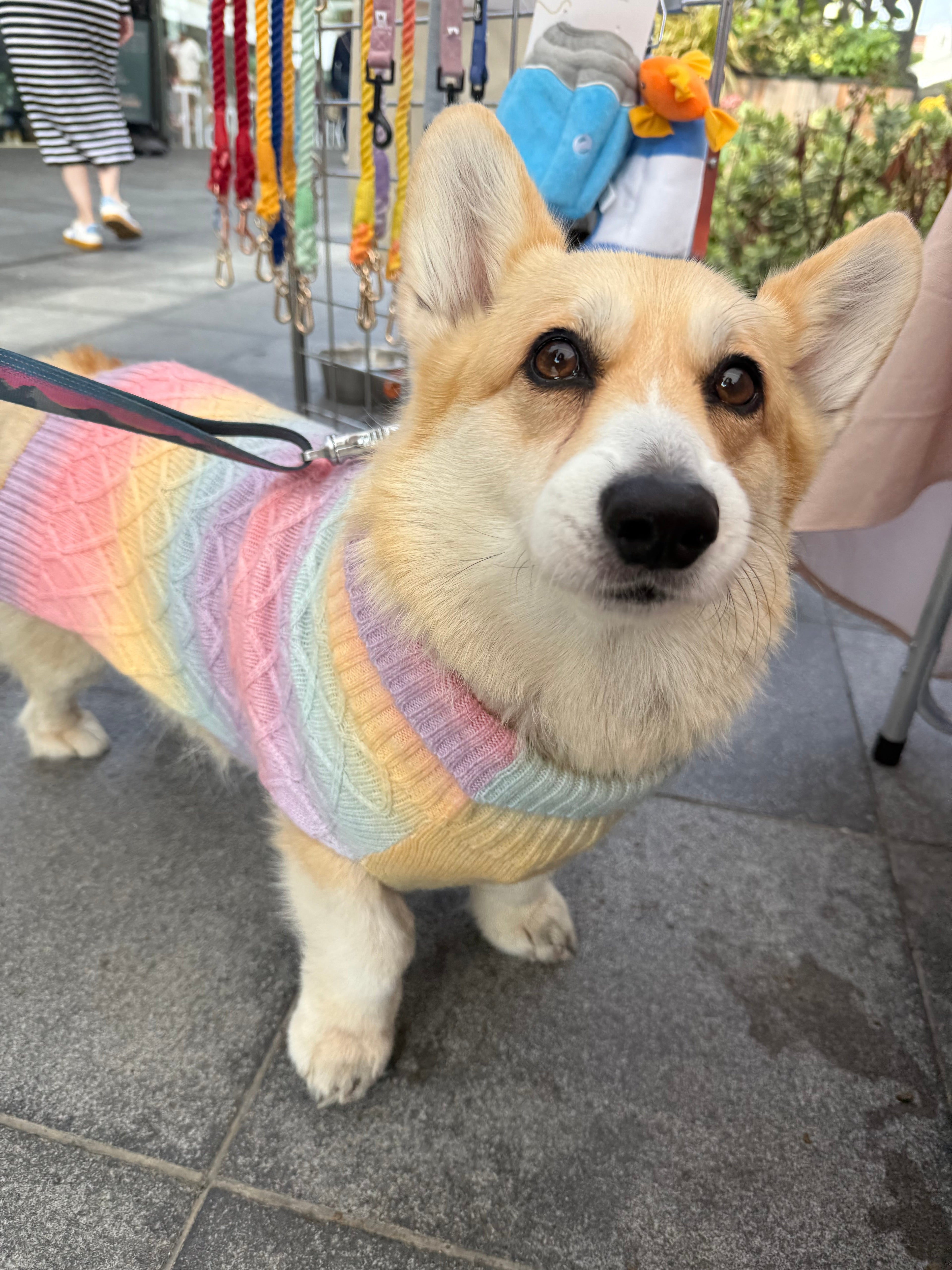Dog Jumpers Made With Phoenix Yarn: 5 Reasons Why This Is The Perfect Cable Knit Material