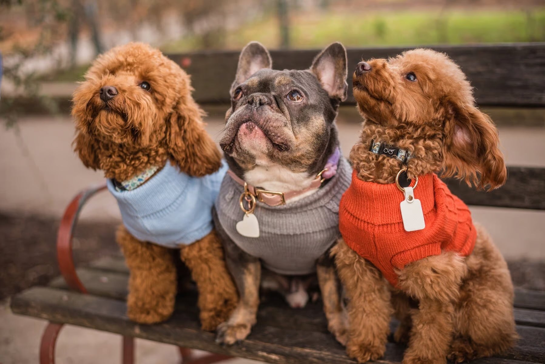 What to Put on Dog Tag: The Top Details for Your Pet’s Safety
