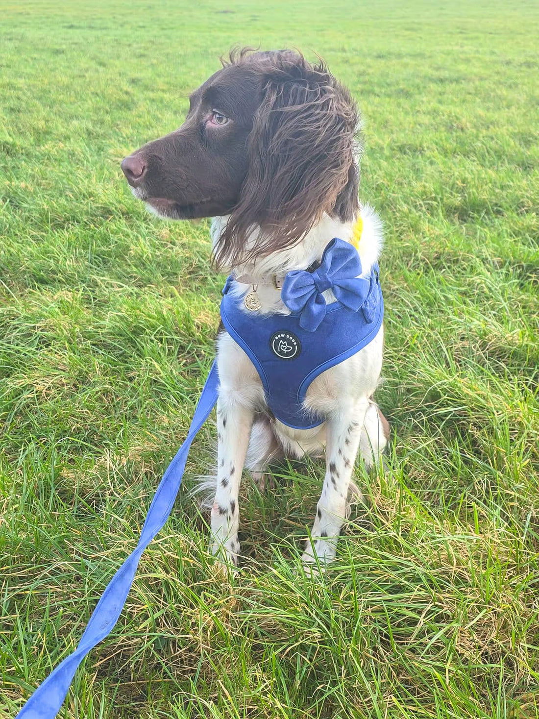 Expert Guide to Choosing a Dog Harness: Find the Best Fit for Your Pet