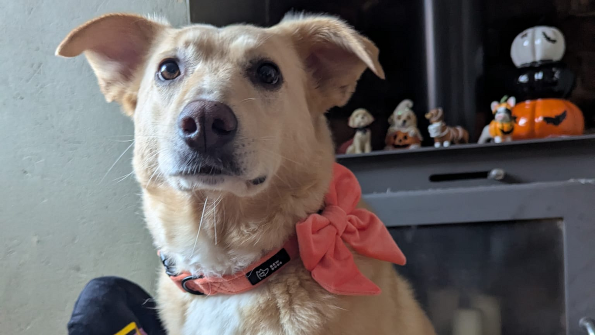 freya waits expectantly for a great dog gift box, amongst halloween figurines wearing a peach velvet bew dogs collar and matching sailor bow