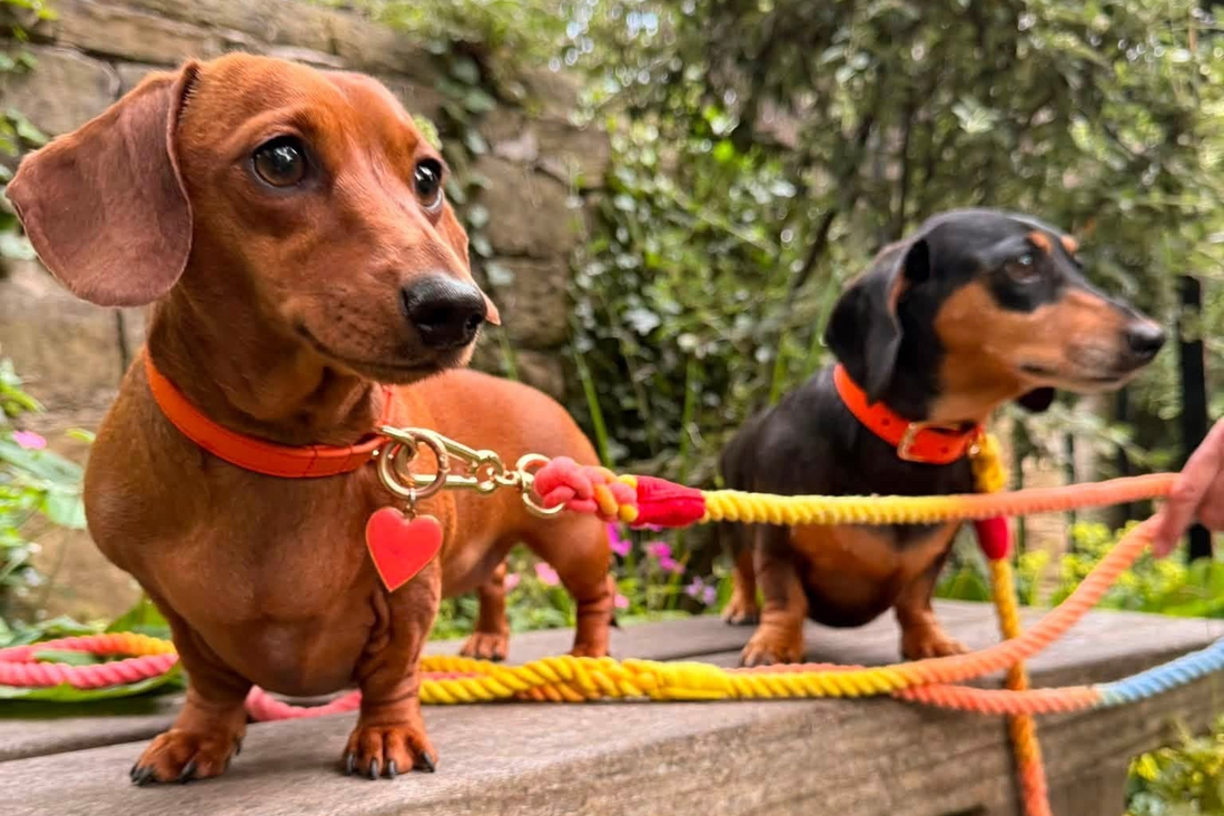 two gorgeous sausage dogs sit on a park bench, each with a rainbow rope lead from Bew Dogs