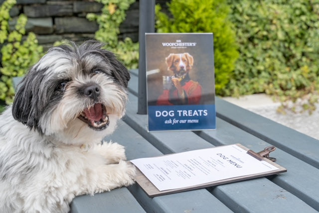 the ultimate summer essentials guide for dogs