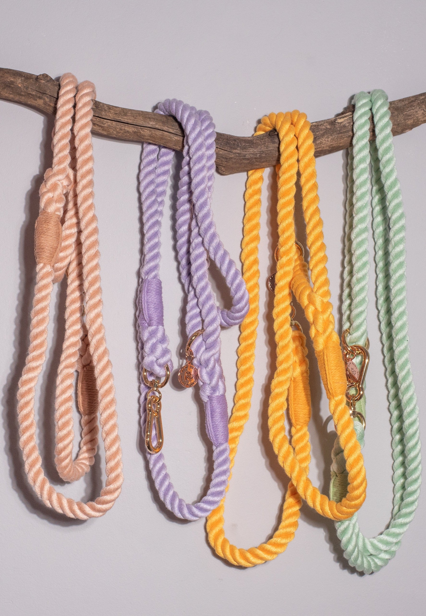 Bew Dogs Leads