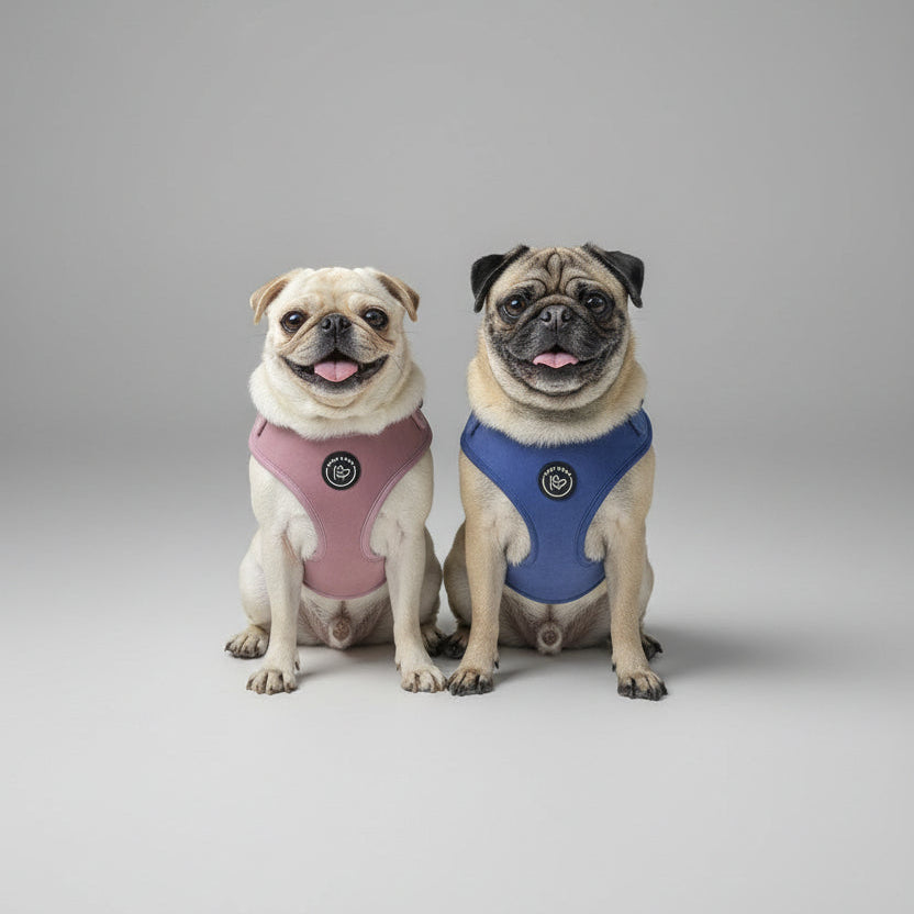 Rose pink and midnight blue velvet dog accessories from the Bew Dogs Midnight Collection