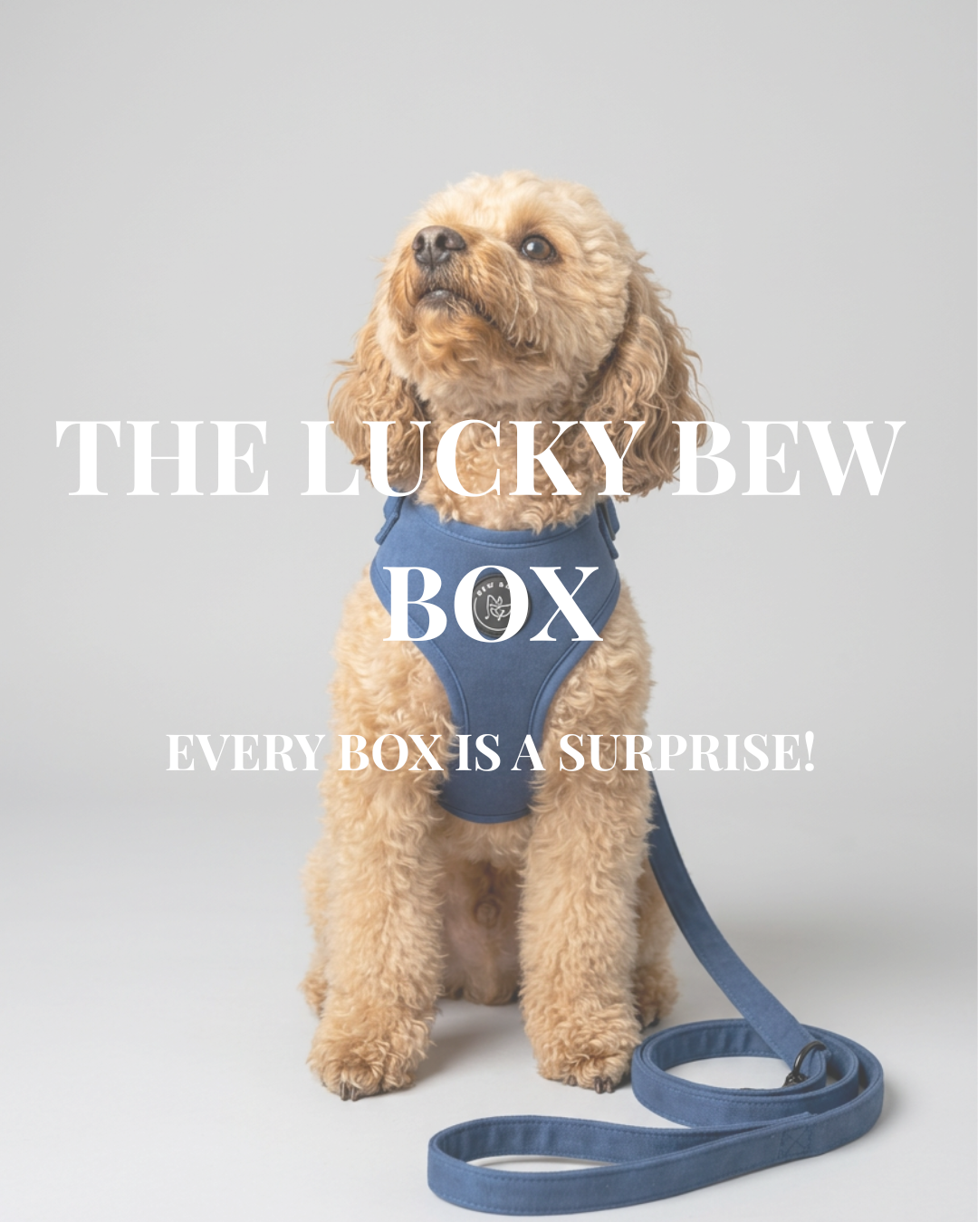 The Lucky Bew Box