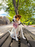 Bew Dogs Gift Card