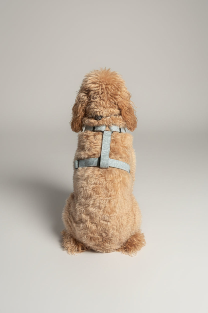 a cream fluffy mediym sized dog wears a perfect fitting, minimal fabric, summer air harness from Bew Dogs, against a plain grey studio background. 