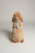 a cream fluffy mediym sized dog wears a perfect fitting, minimal fabric, summer air harness from Bew Dogs, against a plain grey studio background. 