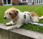 Small dog on a leash lying on grass with a house in the background, wears a lightweight air harness in herringbone blue from Bew Dogs, with a matching blue lead