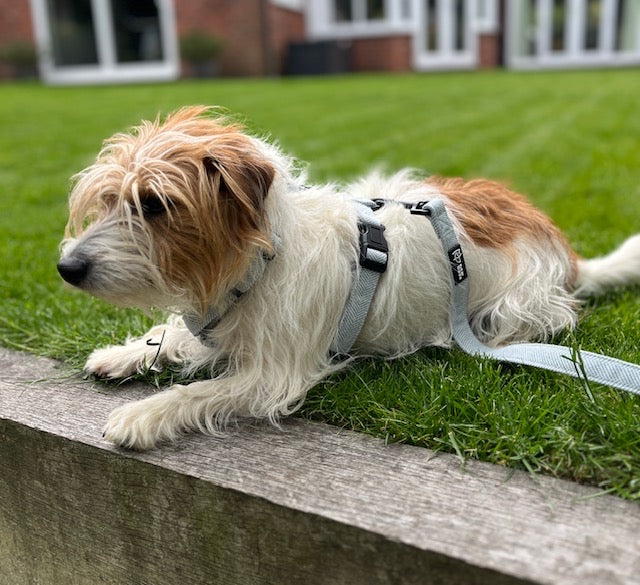 Small dog on a leash lying on grass with a house in the background, wears a lightweight air harness in herringbone blue from Bew Dogs, with a matching blue lead
