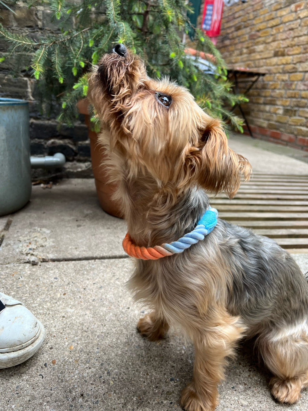 Small dog with a colorful rope collar collar standing on a concrete surface outdoors.