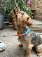 Small dog with a colorful rope collar collar standing on a concrete surface outdoors.