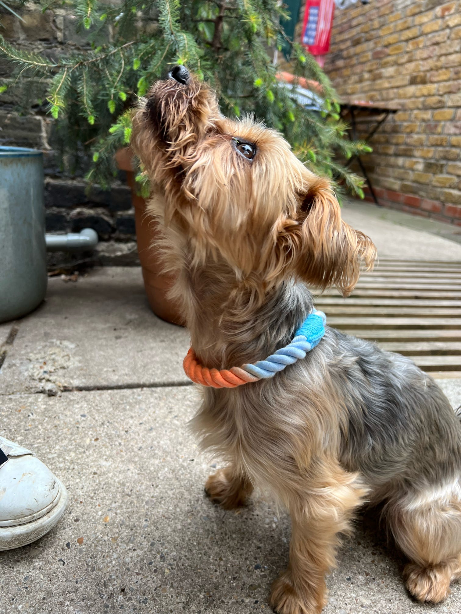 Small dog with a colorful rope collar collar standing on a concrete surface outdoors.