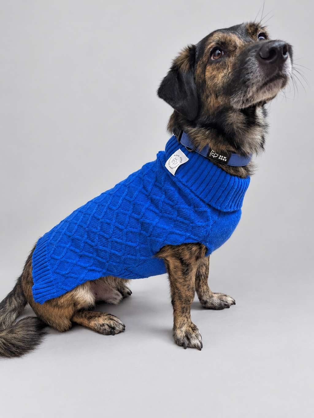 A speckled brown and black dog, Baxter, wearing a midnight blue cable knit dog jumper and a matching dark blue collar, photographed against a light grey studio background.