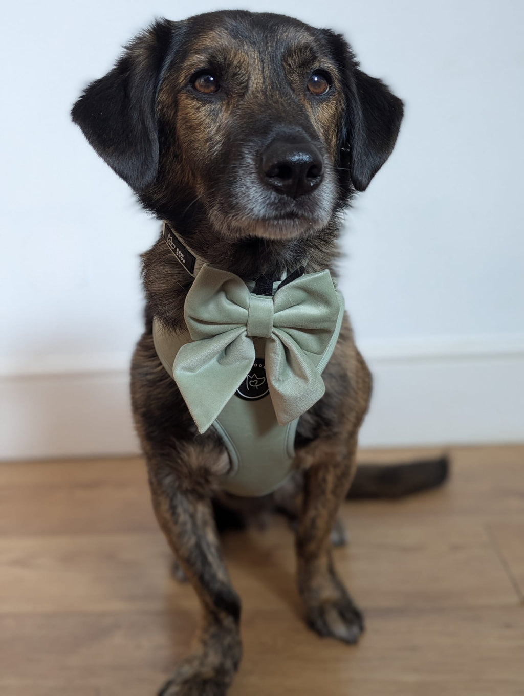 A brown & tan rescue breed sits on wooden flooring proudly wearing a gorgeous sage green velvet sailor bow tie for dogs from the bew dogs sundown range 