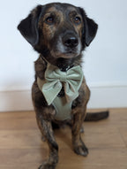 A brown & tan rescue breed sits on wooden flooring proudly wearing a gorgeous sage green velvet sailor bow tie for dogs from the bew dogs sundown range 
