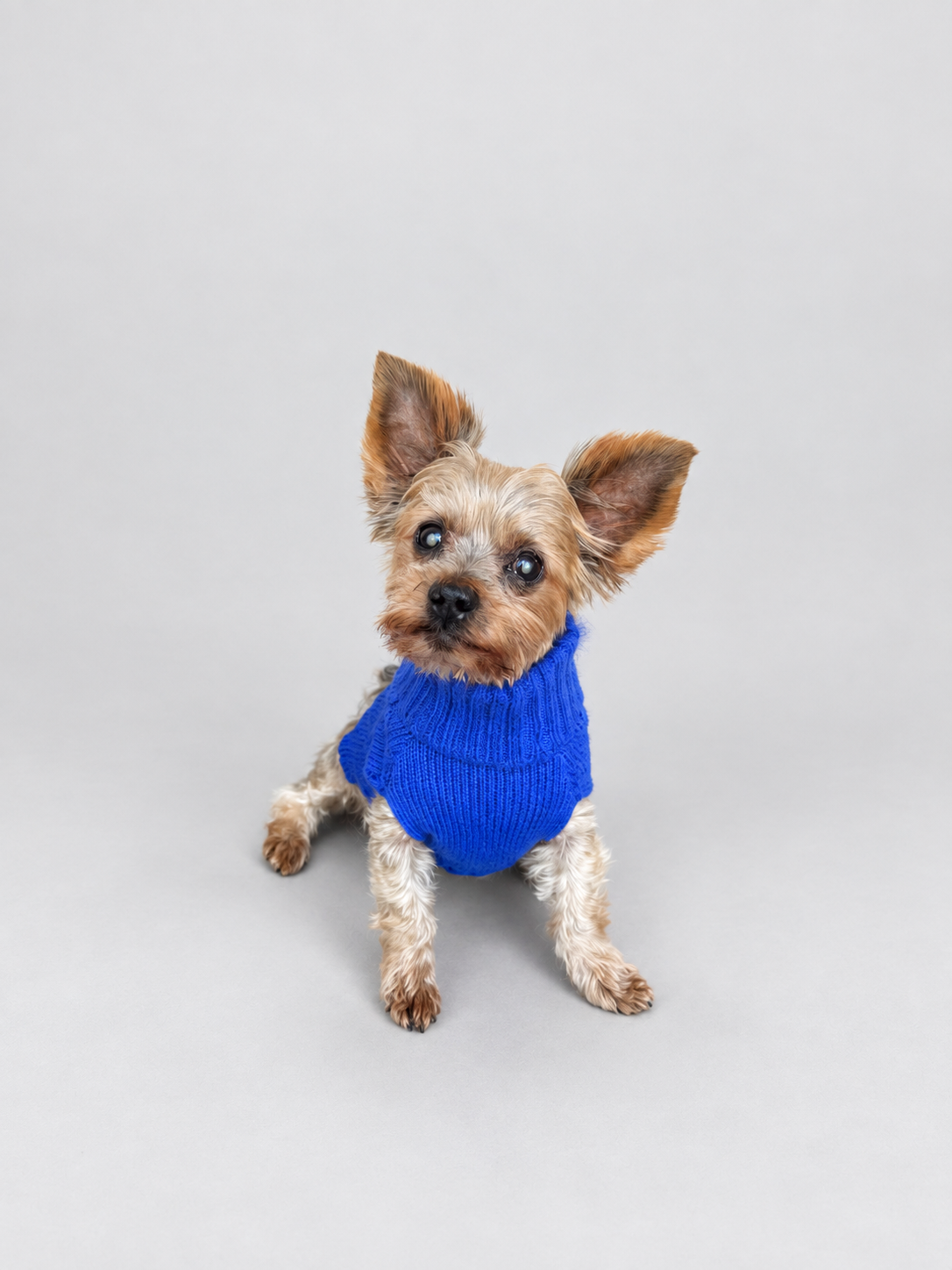Benji the senior Tny pooch wears an XS midnight blue cable knit dog jumper from bew dogs, set against a studio grey background 