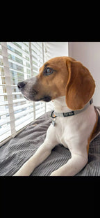 a bew dogs customer - Benji the beagle, wears a blue herringbone dog collar. he is sitting on a bed and looking through the blinds out the window. 