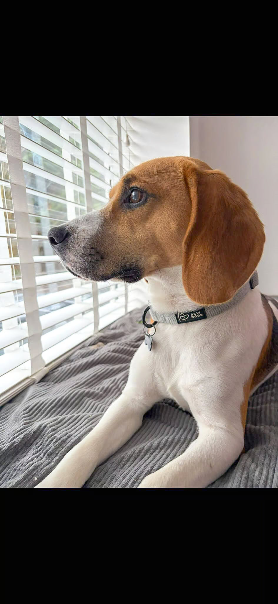 a bew dogs customer - Benji the beagle, wears a blue herringbone dog collar. he is sitting on a bed and looking through the blinds out the window. 