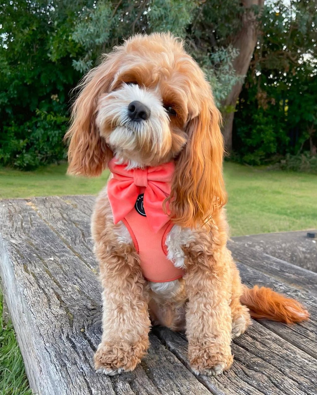 A small fluffy adorable cavapoo, with light brown and white fluff sits on a weathered wooden bench outdoors, wearing a coral peach velvet dog harness with a matching sailor bow tie. The background shows green grass and trees. the small dog tilts his head cutely