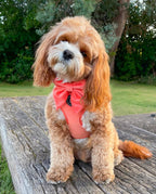 A small fluffy adorable cavapoo, with light brown and white fluff sits on a weathered wooden bench outdoors, wearing a coral peach velvet dog harness with a matching sailor bow tie. The background shows green grass and trees. the small dog tilts his head cutely
