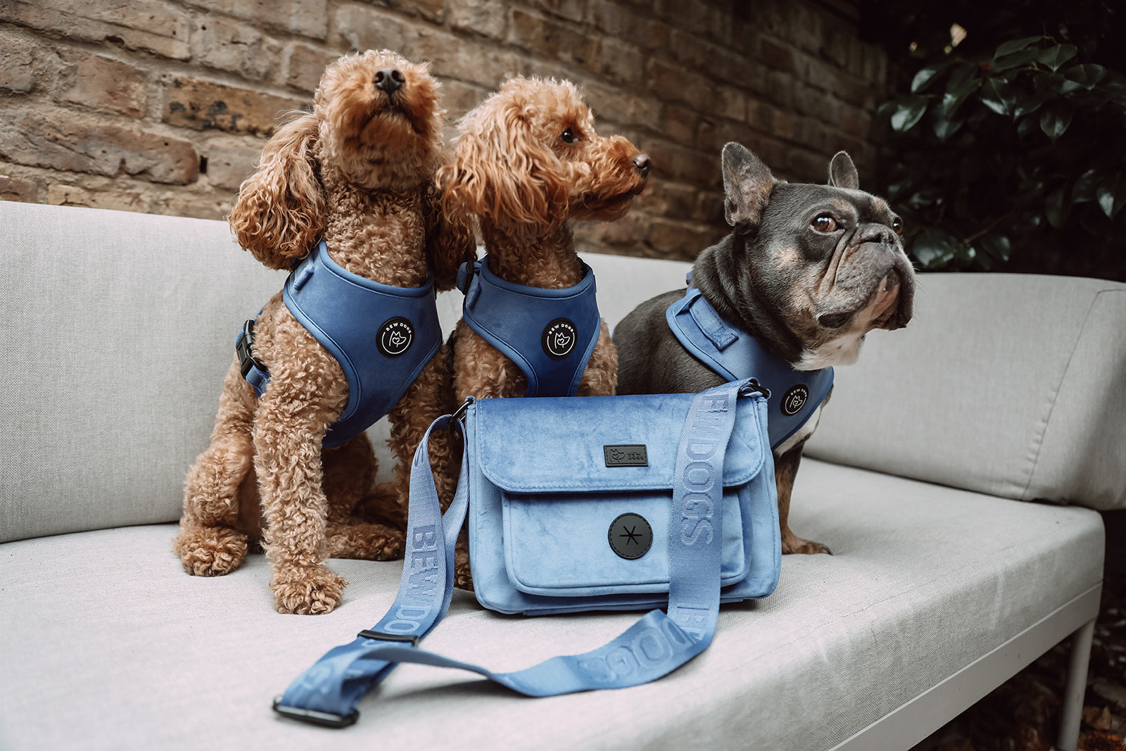 Three dogs wearing blue velvet harnesses sitting on a couch with a matching blue bag in a garden