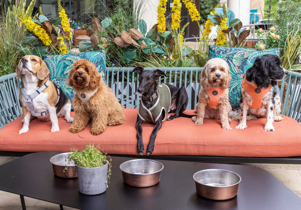 a selection of cute dogs in stylish bew dogs harnesses sit on a cushioned bench in a cafe in kings cross, there are copper water bowls on the table in front of them. The dogs have been selected to showcase bew dogs accessories at a modelling shoot.