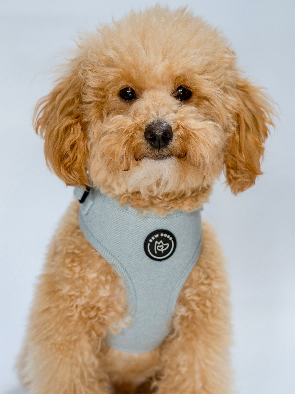Small cream dog wearing a super comfy, and adjustable light blue harness on a white background