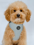 Small cream dog wearing a super comfy, and adjustable light blue harness on a white background