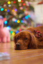 The Bew Dogs Advent Calendar 2026