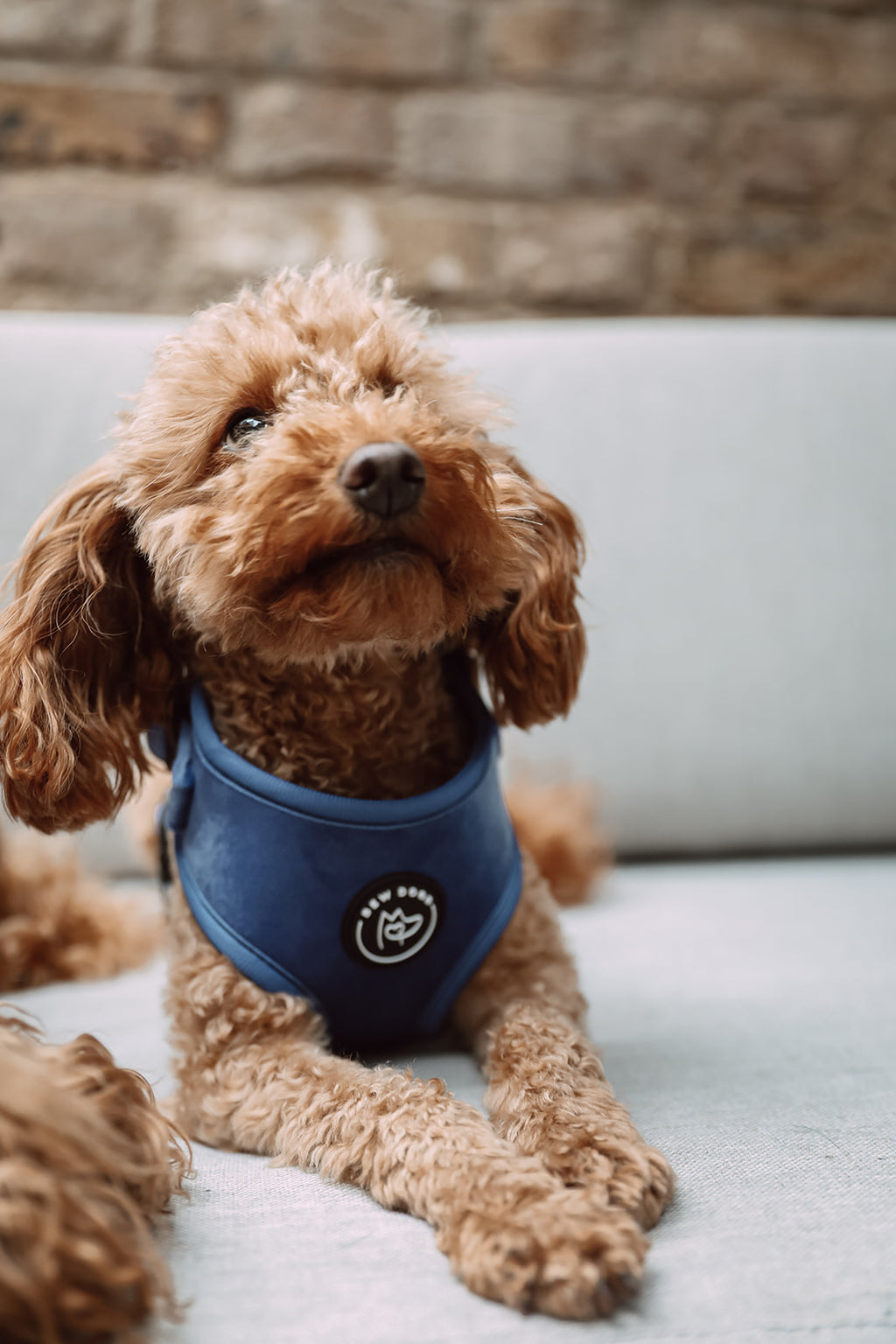Small brown dog wearing a  comfortable and adjustable blue velvet harness sitting on a stone surface.