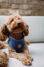 Small brown dog wearing a  comfortable and adjustable blue velvet harness sitting on a stone surface.
