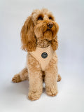 Dog wearing a comfortable and adjustable beige harness with a logo on a white background