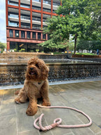 Brown fluffy dog sitting on a stone pavement in front of a building with a water feature. He is wearing a stunnig cream herringbone harness and a soft peach rope lead. 